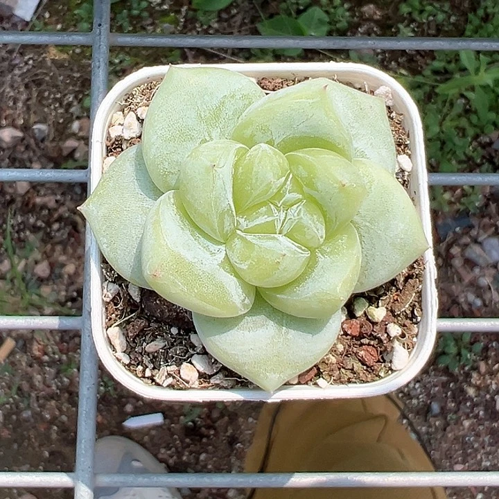 55精控白泽【任意两单包邮发货】