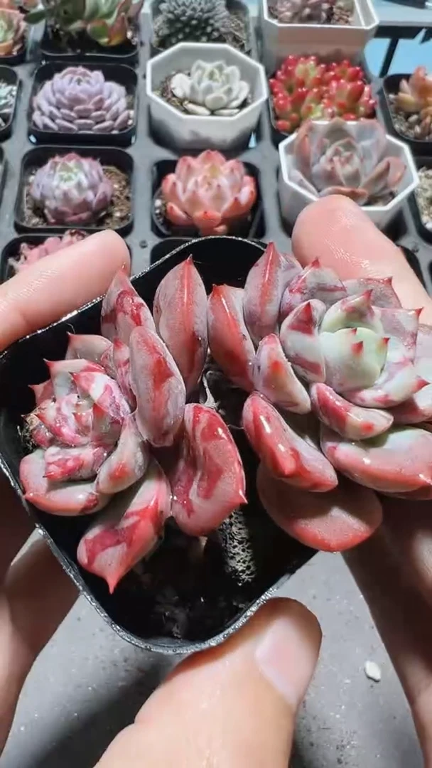 【闪购商品】三文鱼【累计满9.9包邮发货】