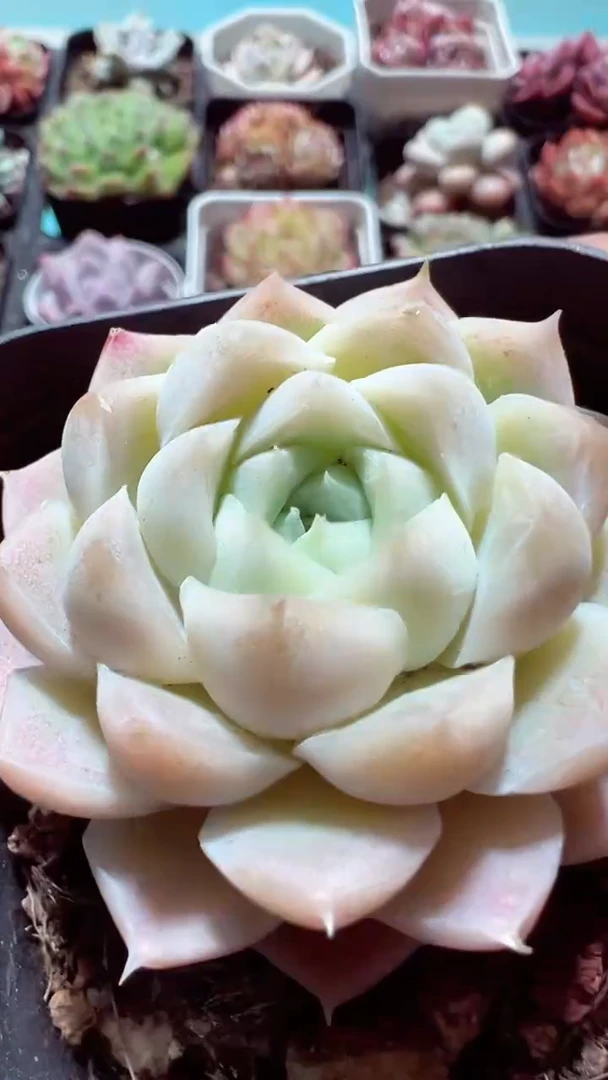 【闪购商品】女王麦秆【累计满9.9包邮发货】