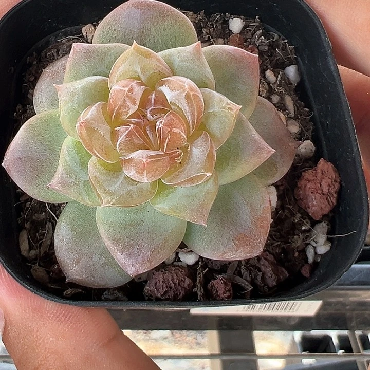 751号露芙蓉【任意两单包邮发货】