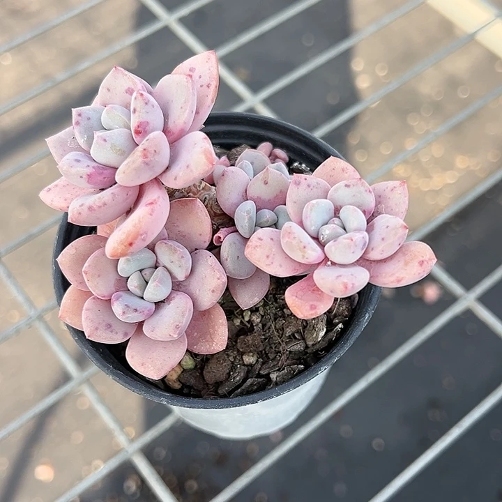 90盆口花斑露【两单包邮发货】