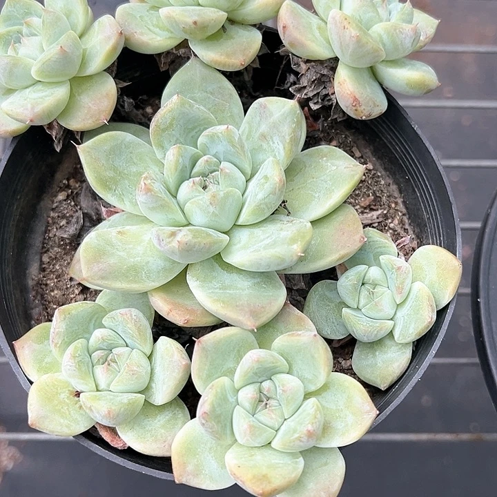 小**初美人杂【任意两单包邮发货】