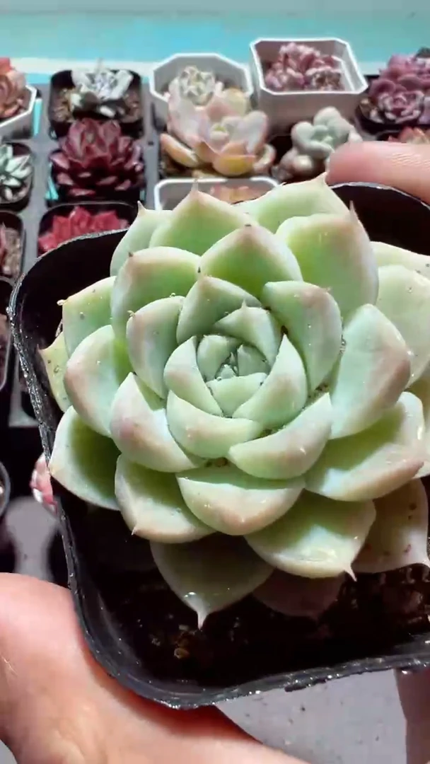 【闪购商品】颜如玉【累计满9.9包邮发货】