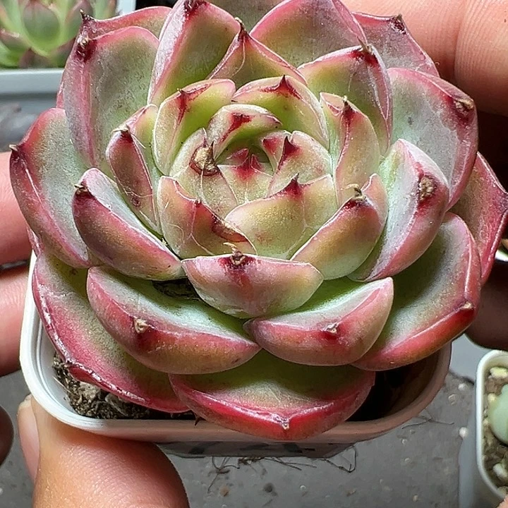 741号紫荆珍妮 。