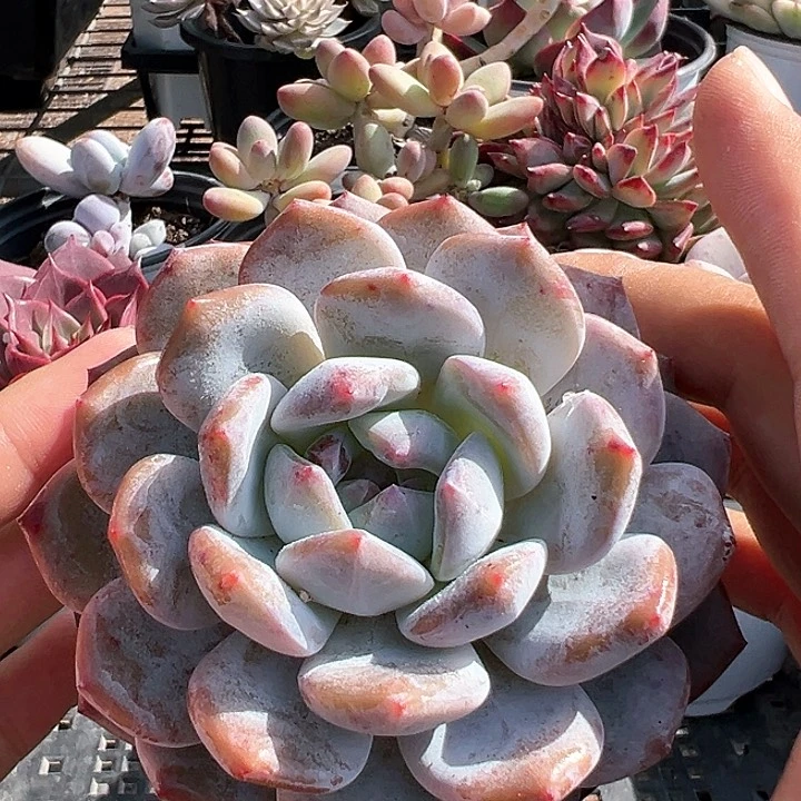 637号紫皮星影【任意两单包邮发货】