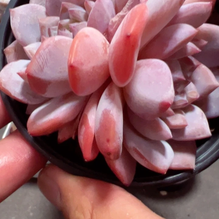双头玉芙蓉【任意两单包邮发货】