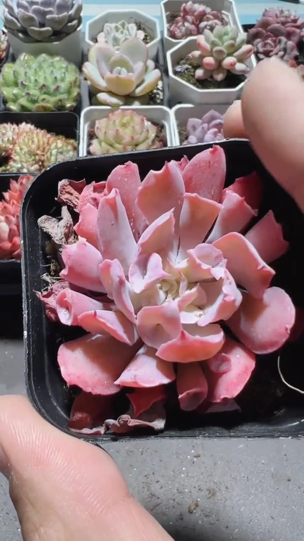 【闪购商品】魔笛【累计满9.9包邮发货】