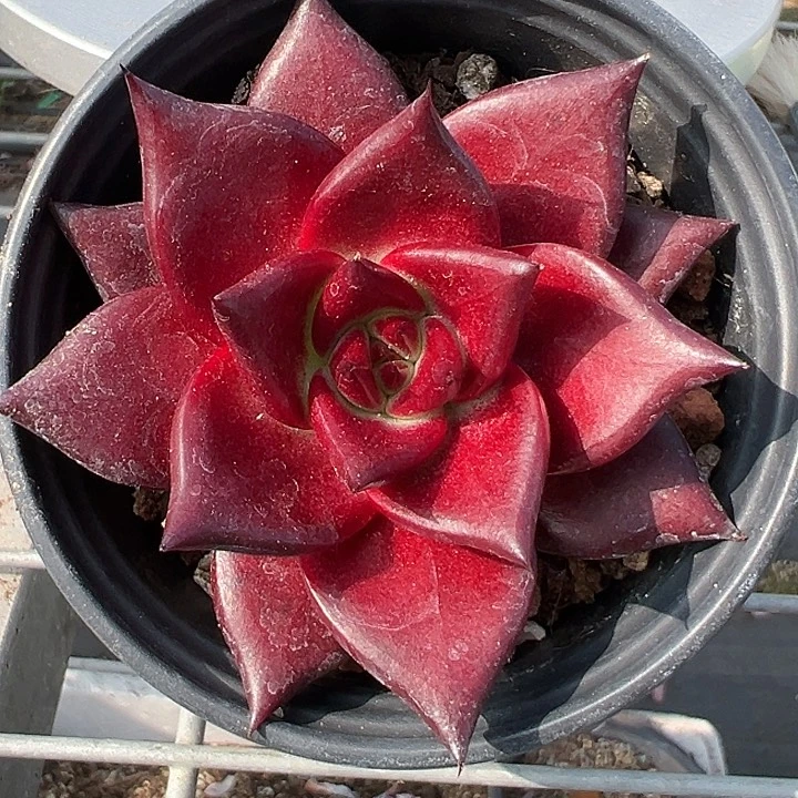 90盆口罗兵【两单包邮发货】