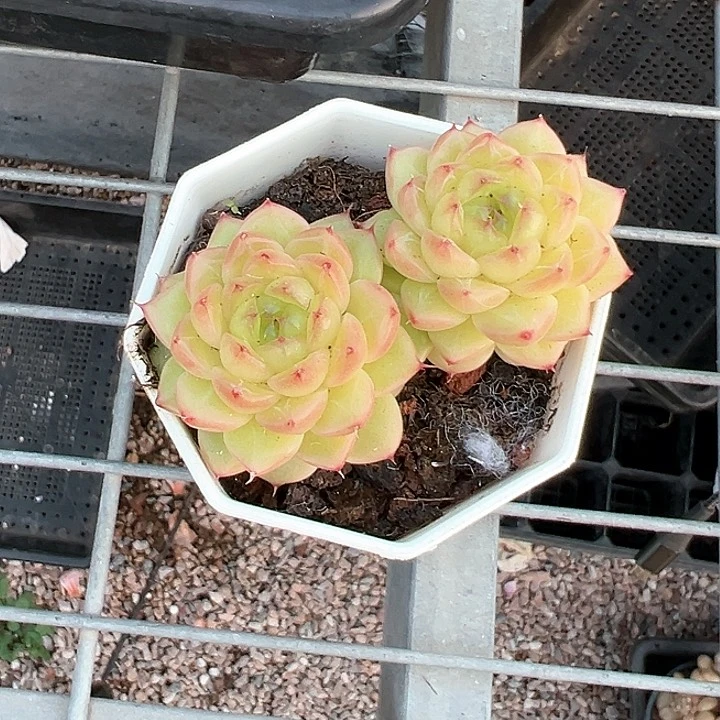 爱****?双头熊猫珍妮【任意两单包邮发货】