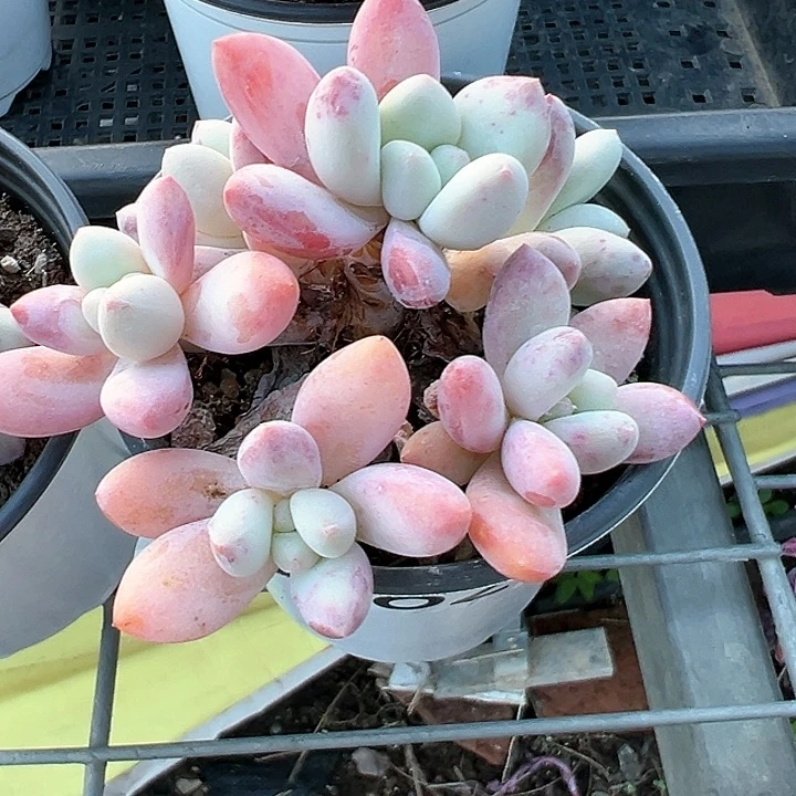 625号香水尹【任意两单包邮发货】