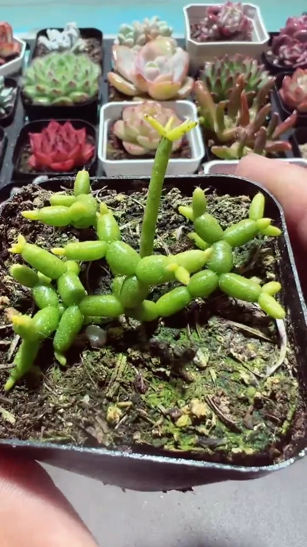 【闪购商品】木偶人【累计满9.9包邮发货】