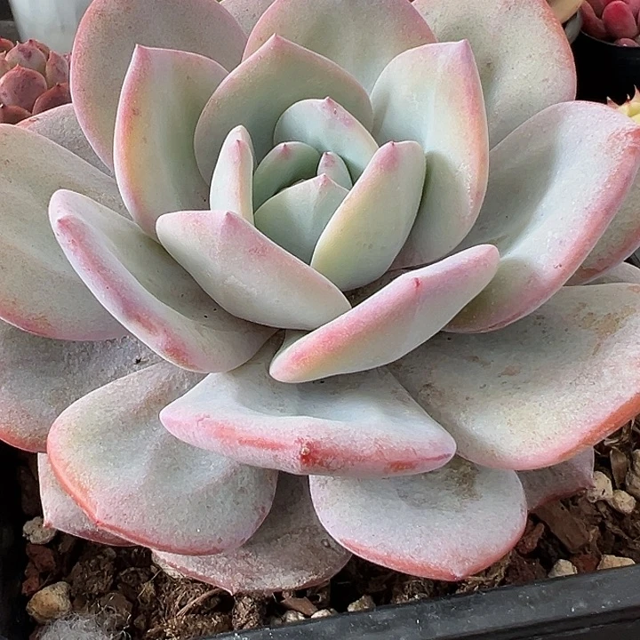 824号奶茶【两单包邮发货】