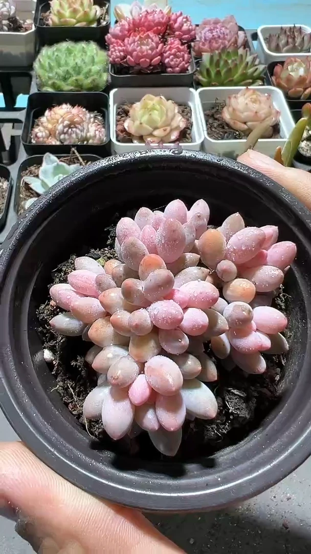【闪购商品】90盆婴儿手指【累计满9.9包邮发货】