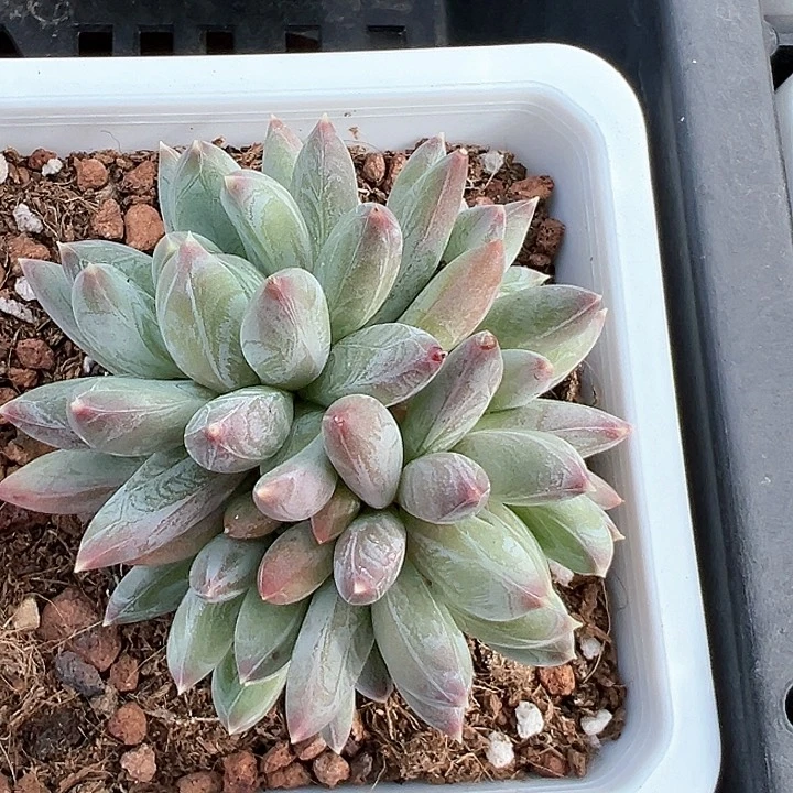 炫彩星【任意两单包邮发货】