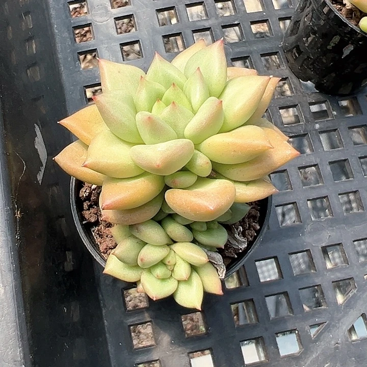50象牙群【任意两单包邮发货】