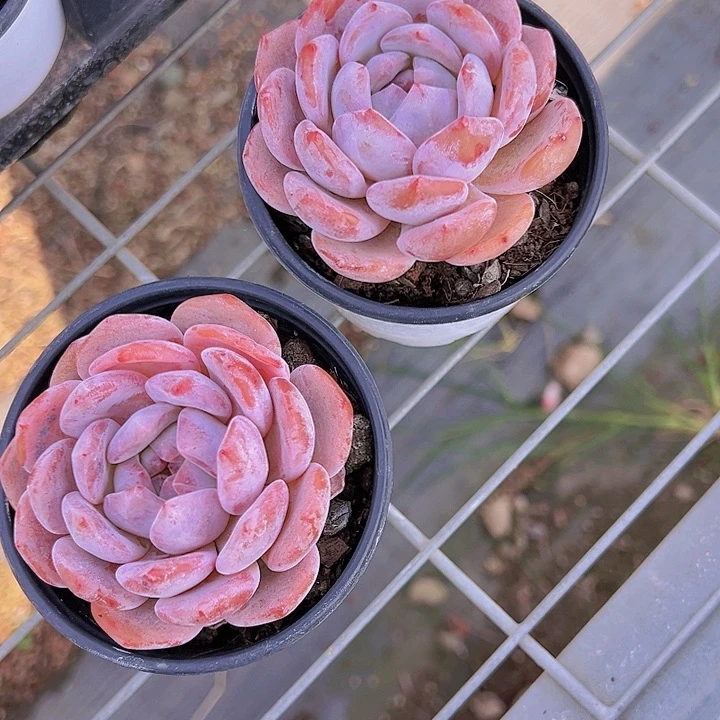 爱****?2颗橙子【任意两单包邮发货】