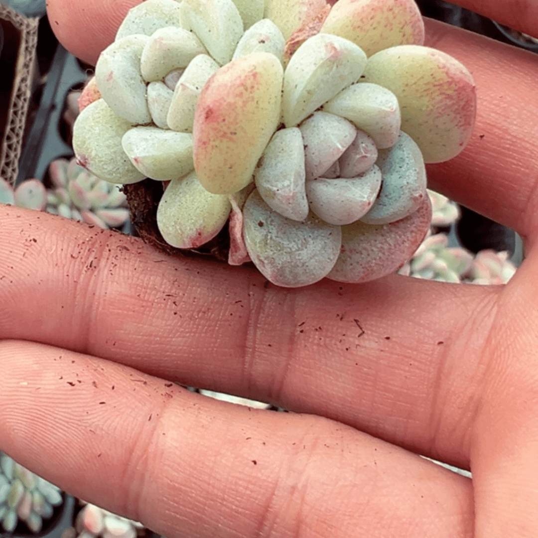 【闪购商品】双头冰玉穴盘2到3厘米