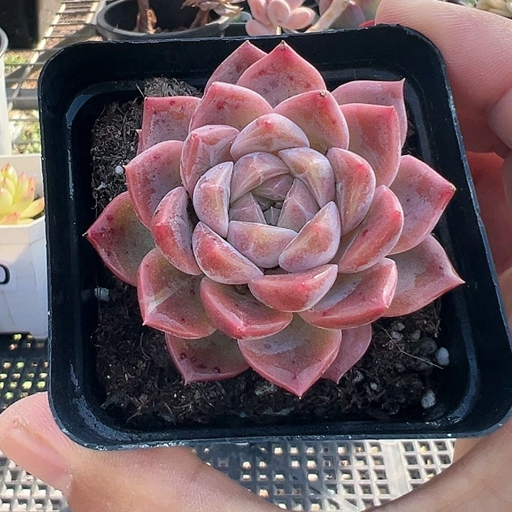 615号水中月【任意两单包邮】