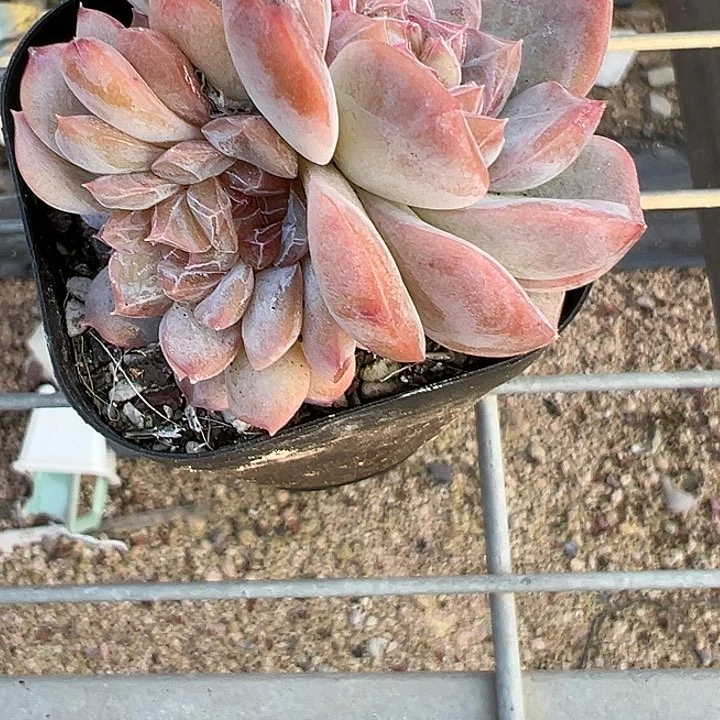 雅**米龙头荔枝粉缀【两单包邮发货】