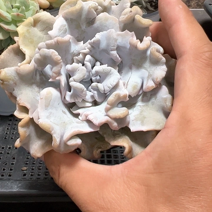 90芭蕾舞者【任意两单包邮发货】