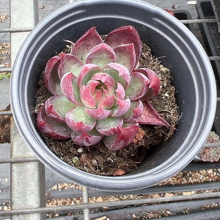 90盆口惊鸿【任意两单包邮发货】