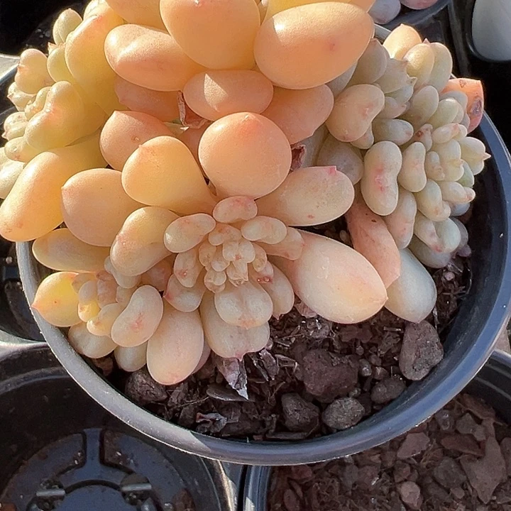 125盆口比尔盖羡【任意两单包邮发货】