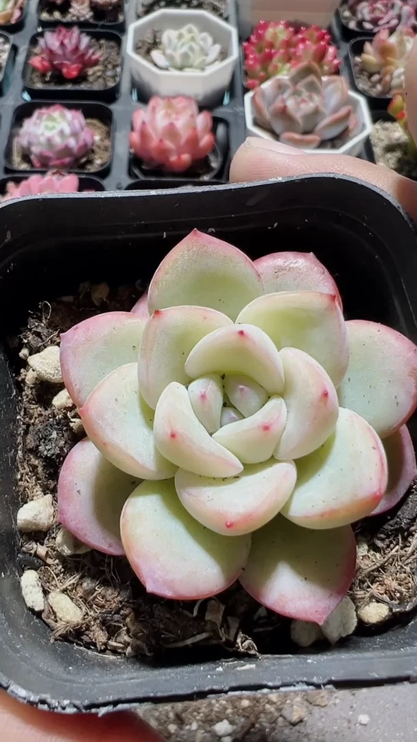 【闪购商品】泡芙【累计满9.9包邮发货】