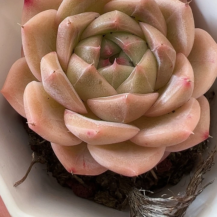 622号泡泡珍妮【任意两单包邮发货】