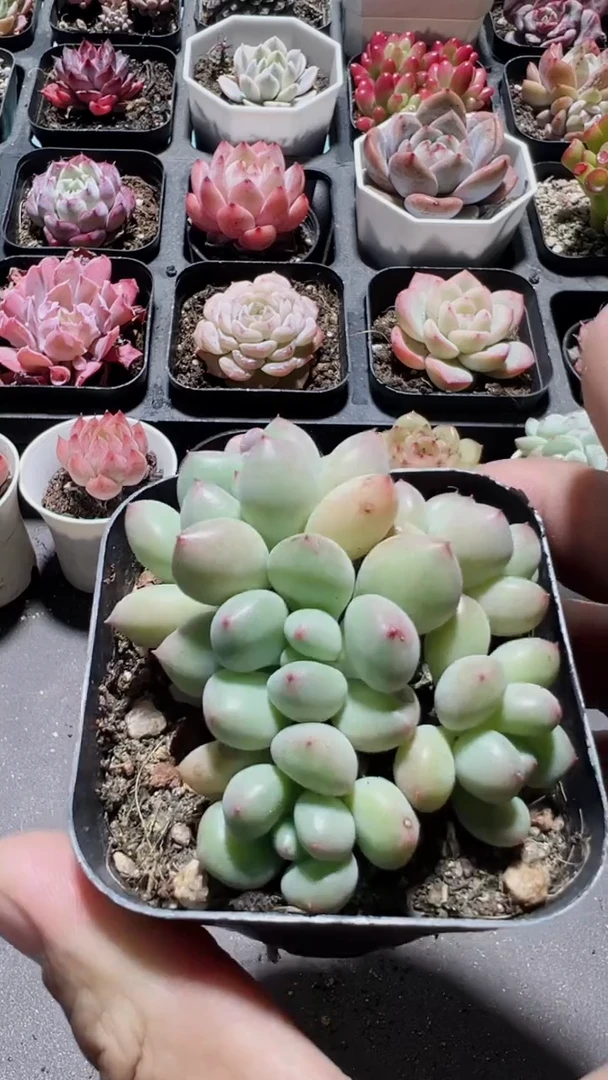 【闪购商品】豆精灵【累计满9.9包邮发货】