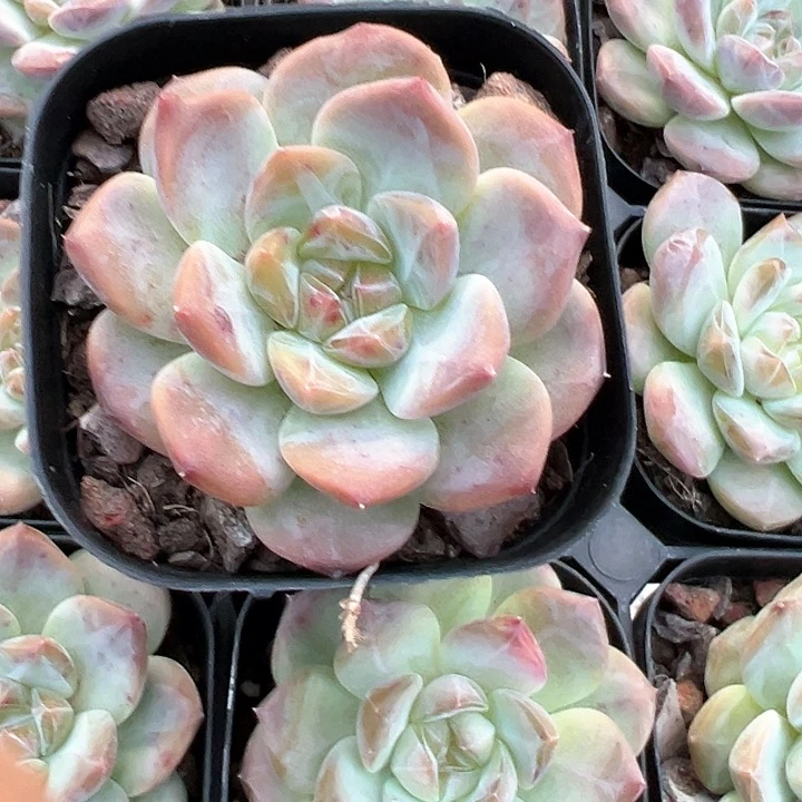 65雪芙蓉【任意两单包邮发货】