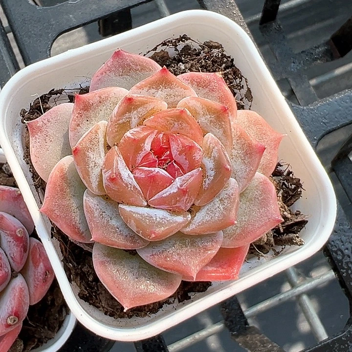 50盆口糖心【任意两单包邮发货】