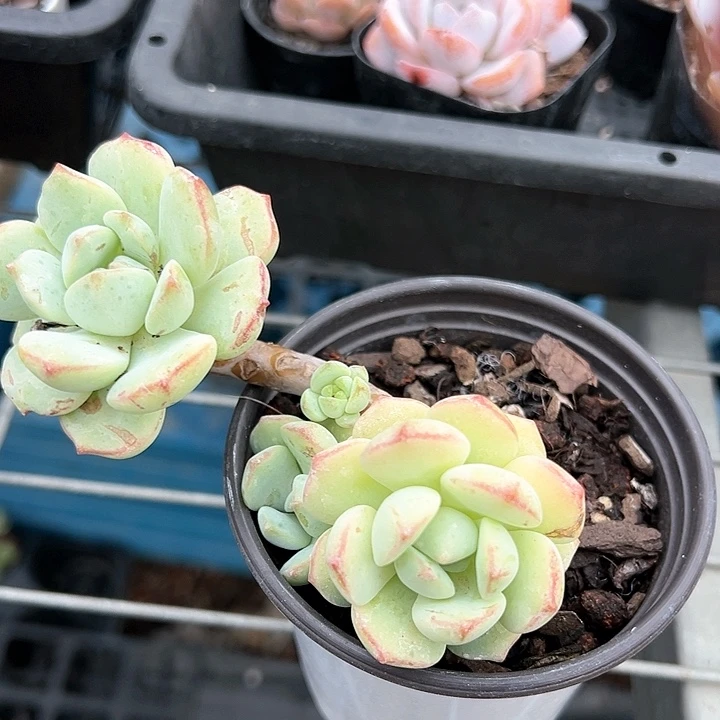 90香草【任意两单包邮发货】