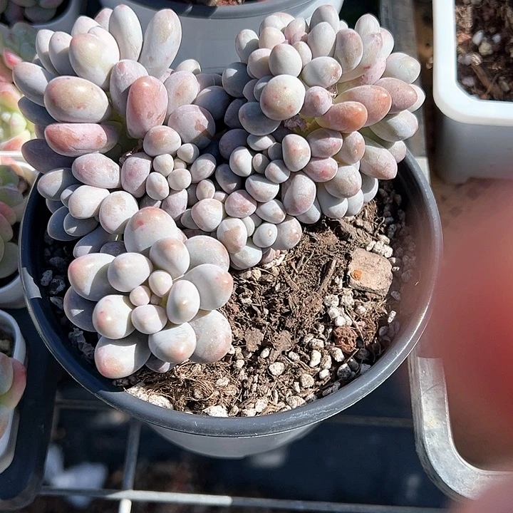 汤圆缀化【任意两单包邮】