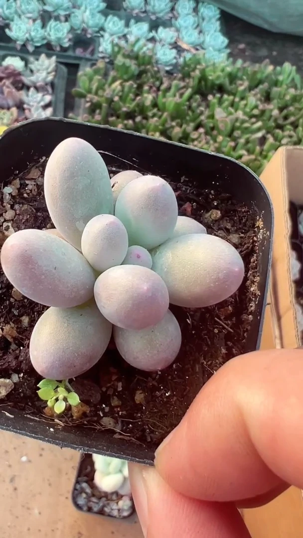 【闪购商品】汤圆【累计满9.9包邮发货】