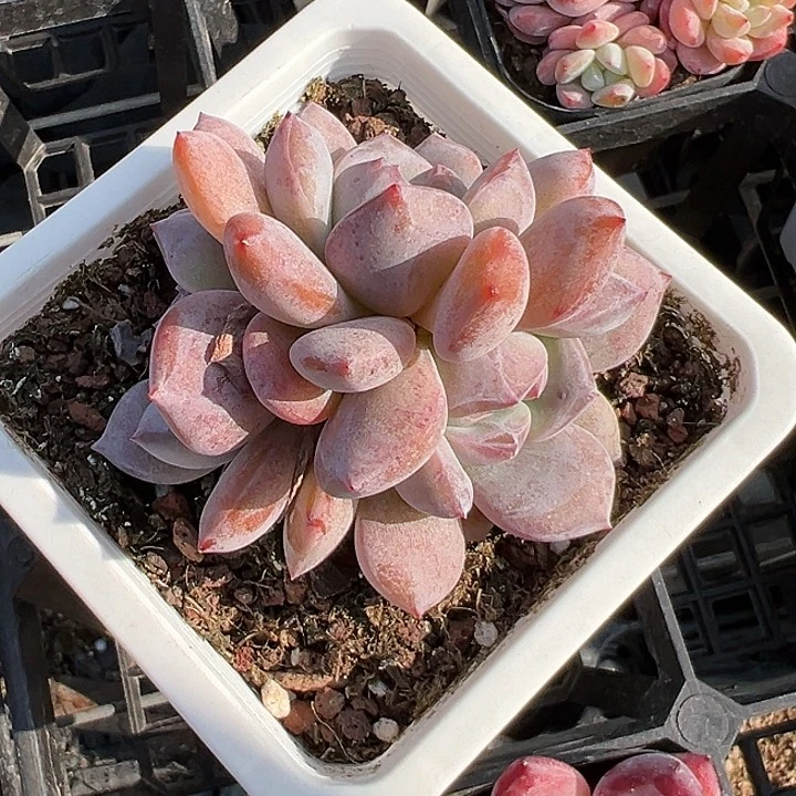 星影群【两单包邮】