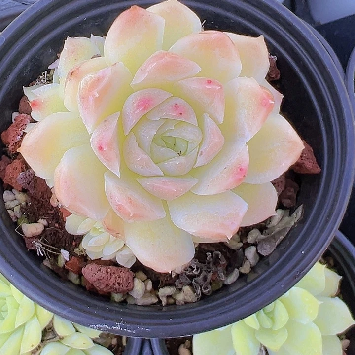 90盆口白月影群【任意两单包邮发货】