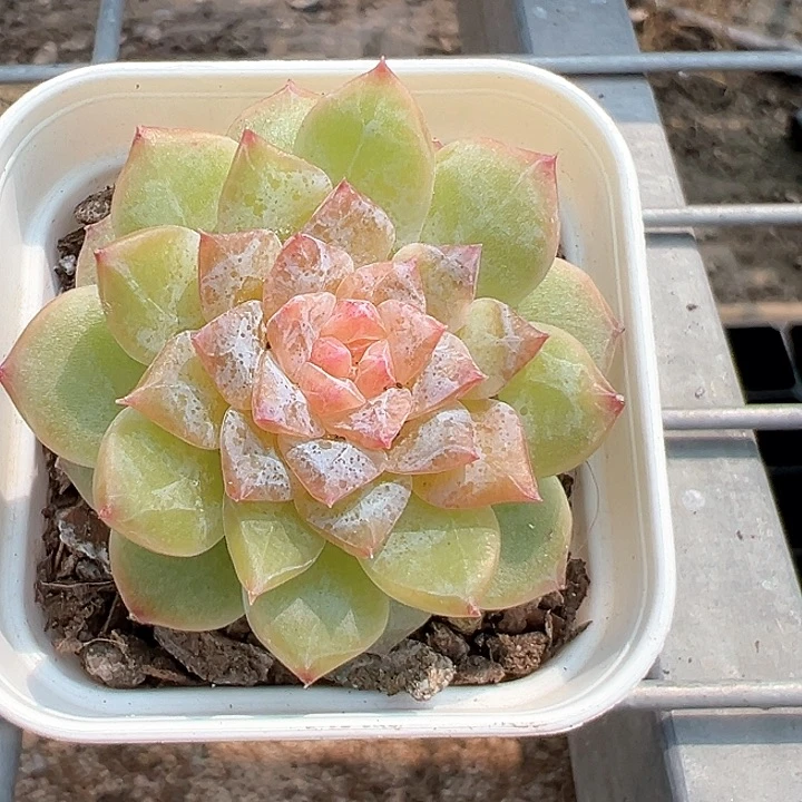 100号云朵【任意两单包邮发货】