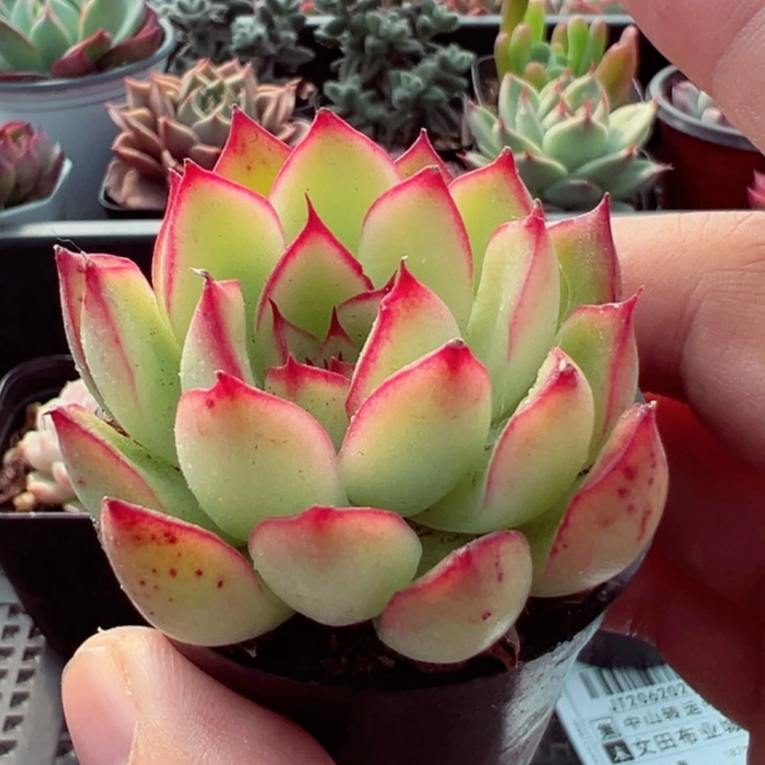 【闪购商品】萤火虫【累计满9.9包邮发货】