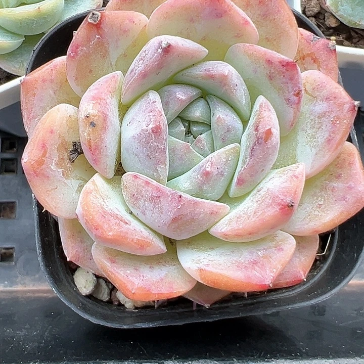 65小花容【任意两单包邮发货】
