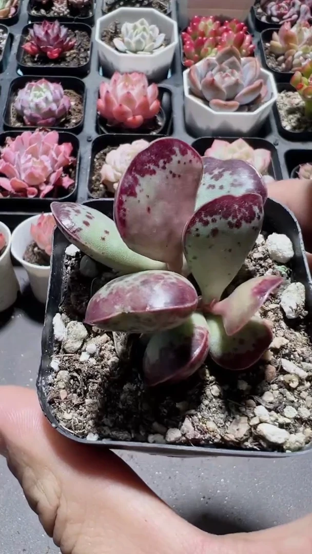 【闪购商品】爱心水泡【累计满9.9包邮发货】