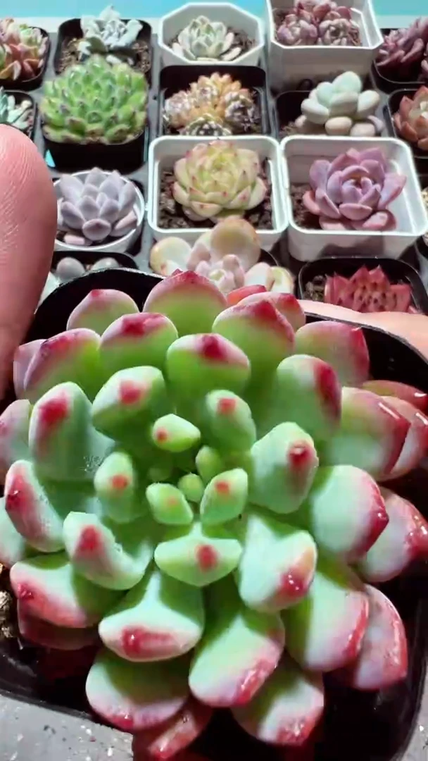 【闪购商品】蓝精灵【累计满9.9包邮发货】