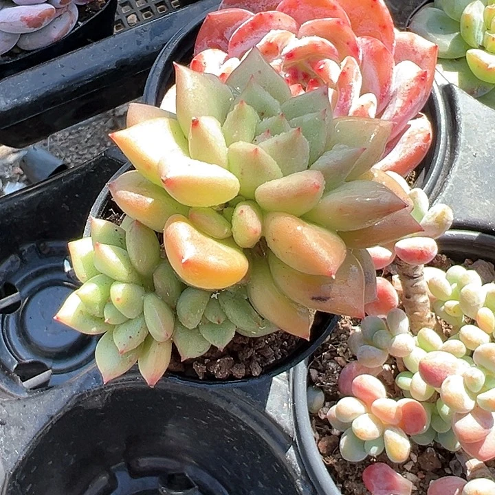 50盆口象牙群【任意两单包邮发货】