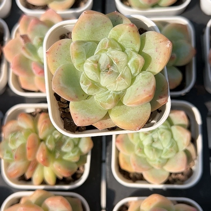 50盆口刚毅【任意两单包邮发货】