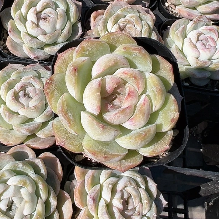 焦糖玛奇朵【任意两单包邮发货】