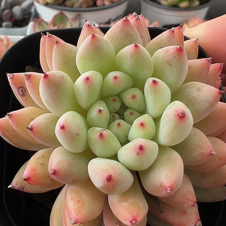 65盆口胖丁【两单包邮】