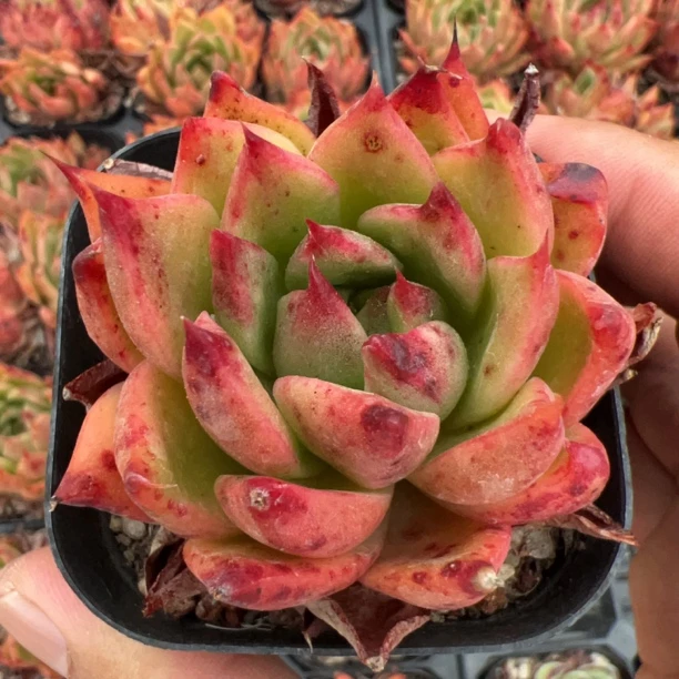 65麦比乌斯【任意两单包邮】香尔卉园艺