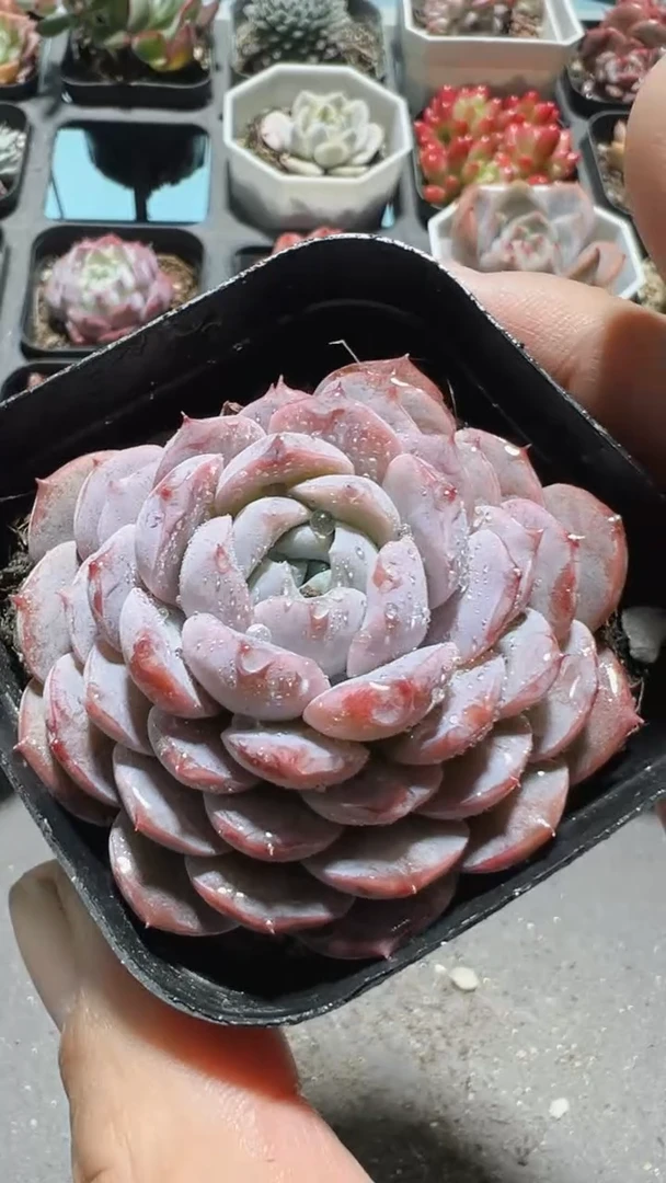 【闪购商品】单头恩宠【累计满9.9包邮发货】