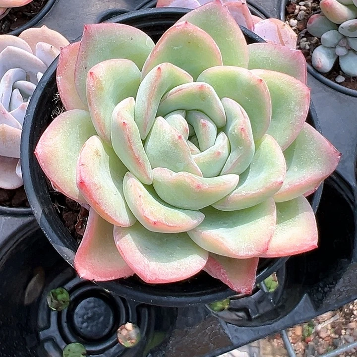 90奶油泡芙【任意两单包邮发货】