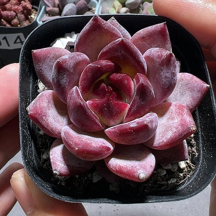 740号夜魔侠【一物一拍】