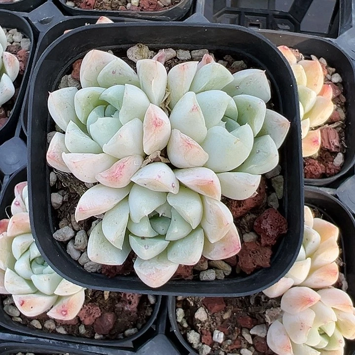 65盆口3头沁心【任意两单包邮发货】